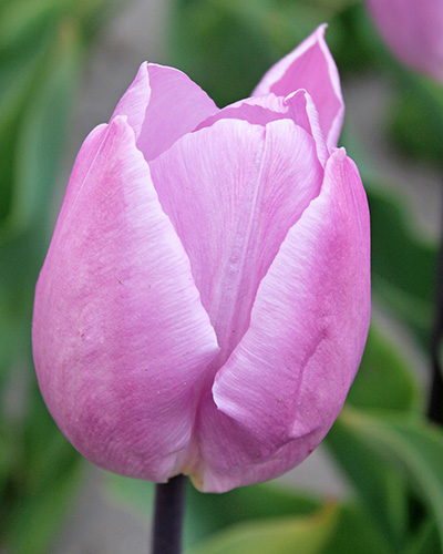 Tulipán jednoduchý skorý Candy Prince 11/12, 100 kusov  